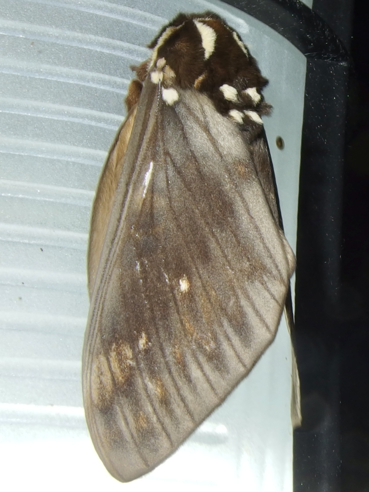 Citheronia image