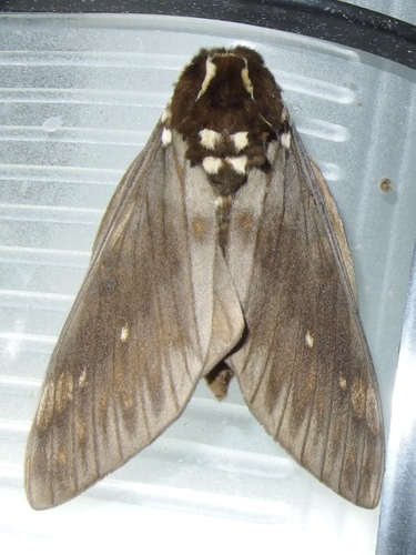 Citheronia image