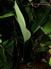 Asplundia brachyphylla
