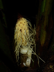 Asplundia brachyphylla