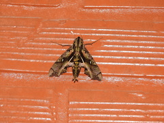 Hemeroplanes ornatus