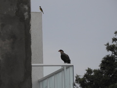 Caracara plancus