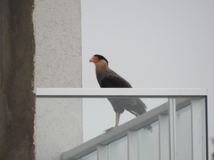 Caracara plancus