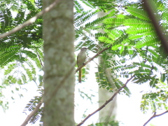 Pericrocotus cinnamomeus