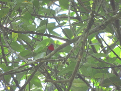Aethopyga mystacalis