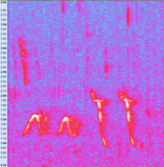 Pterorhinus chinensis