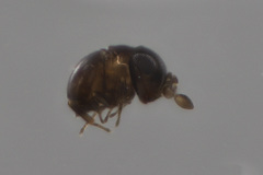 Baeus