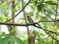 Muscicapa sibirica