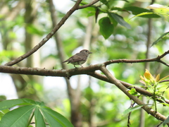 Muscicapa sibirica