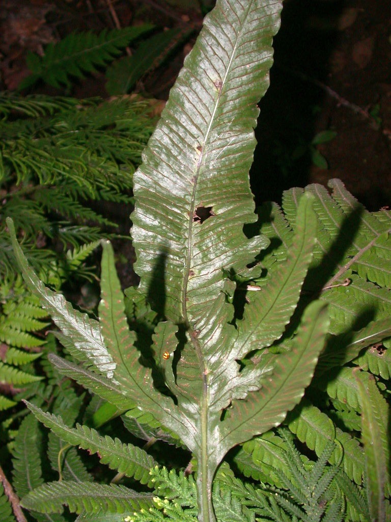 Leptochilus × shintenensis