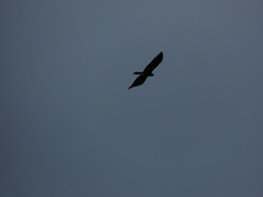 Ictinaetus malaiensis