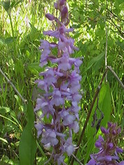 Gymnadenia conopsea