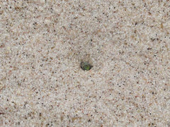 Cicindela limbata limbata