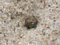 Cicindela limbata limbata