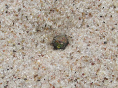 Cicindela limbata limbata