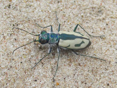 Cicindela limbata limbata