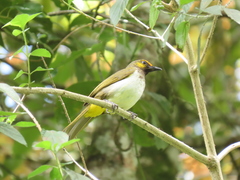 Pycnonotus bimaculatus