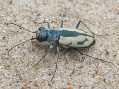 Cicindela limbata limbata