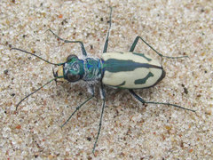Cicindela limbata limbata