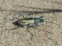 Cicindela limbata limbata