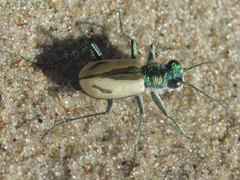 Cicindela limbata limbata