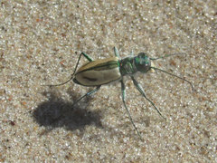 Cicindela limbata limbata