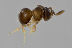Baeus