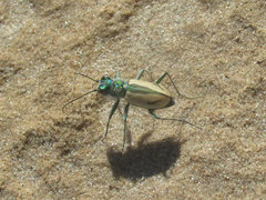 Cicindela limbata limbata