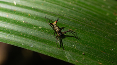 Micrathena sanctispiritus