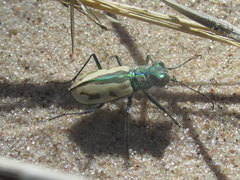 Cicindela limbata limbata