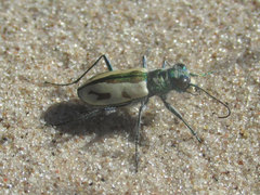 Cicindela limbata limbata