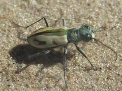 Cicindela limbata limbata