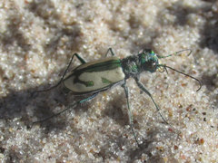 Cicindela limbata limbata