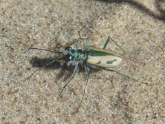 Cicindela limbata limbata