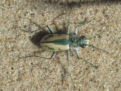 Cicindela limbata limbata
