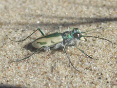 Cicindela limbata limbata