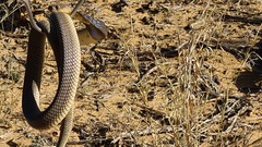 Naja anchietae