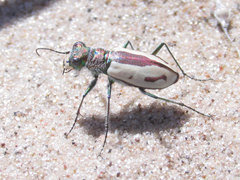 Cicindela limbata limbata
