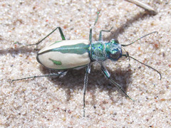 Cicindela limbata limbata