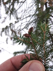 Picea orientalis