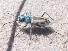 Cicindela limbata limbata