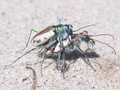 Cicindela limbata limbata