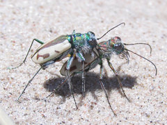 Cicindela limbata limbata