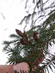 Picea orientalis