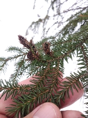 Picea orientalis