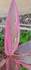 Cordyline fruticosa