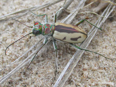 Cicindela limbata limbata