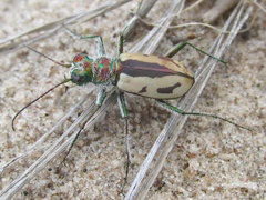 Cicindela limbata limbata