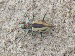 Cicindela limbata limbata