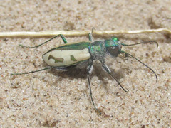 Cicindela limbata limbata
